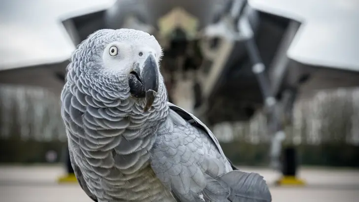 Papegaai op de landingsbaan met daarachter een F-35.