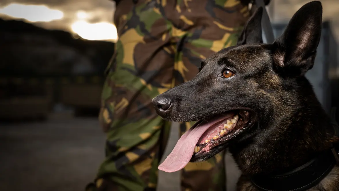 Portret van een diensthond met erachter de benen van een militair.