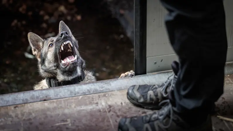 Een herdershond blaft met de bek open naar een persoon in een trailer.