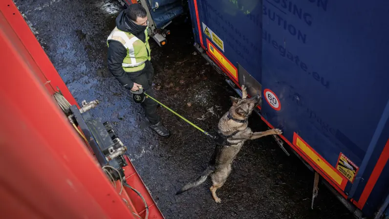 Een herdershond speurt rondom een vrachtwagen.