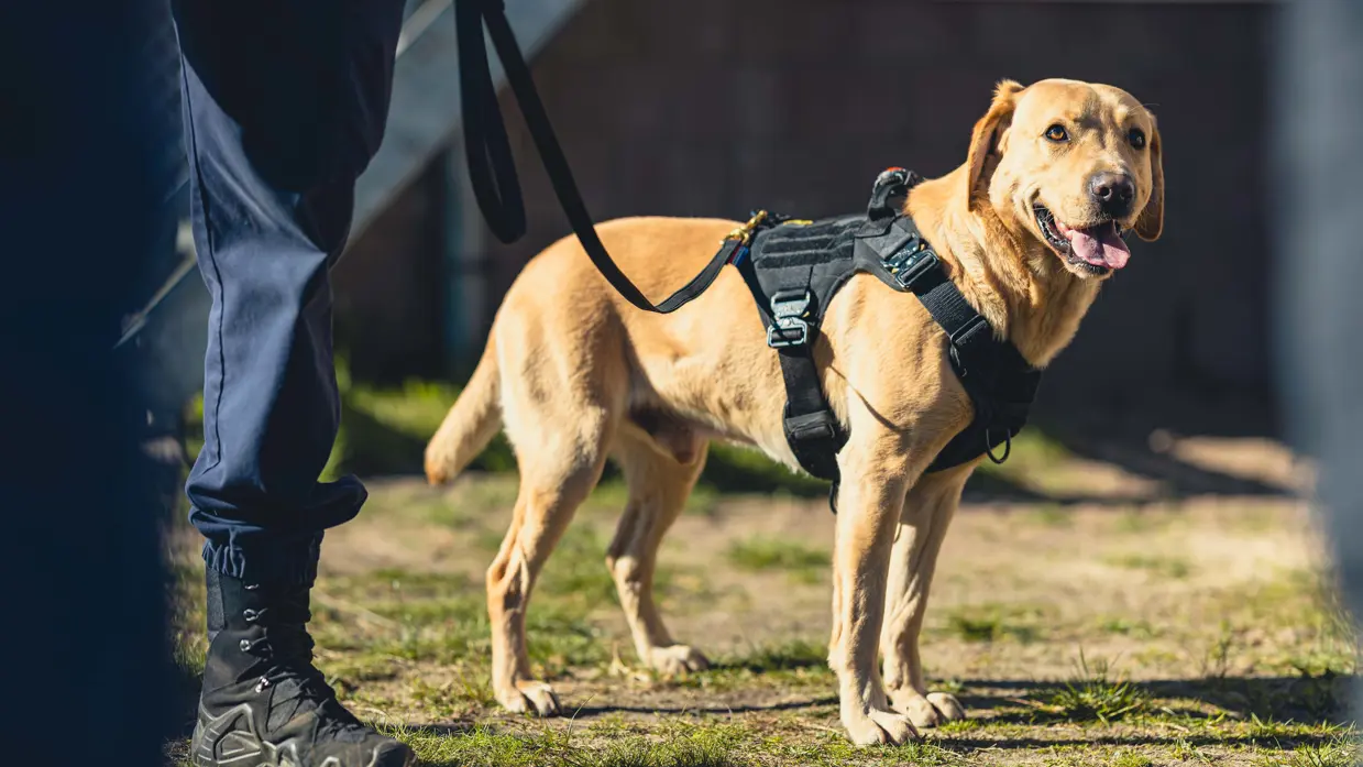 Een labrador kijkt aangelijnd naar de camera.