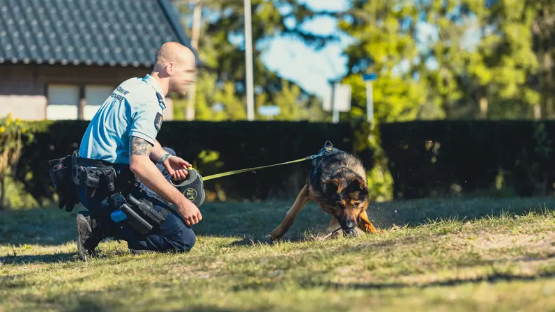 Een geleider geknield in het gras terwijl de hond iets uit de grond trekt.
