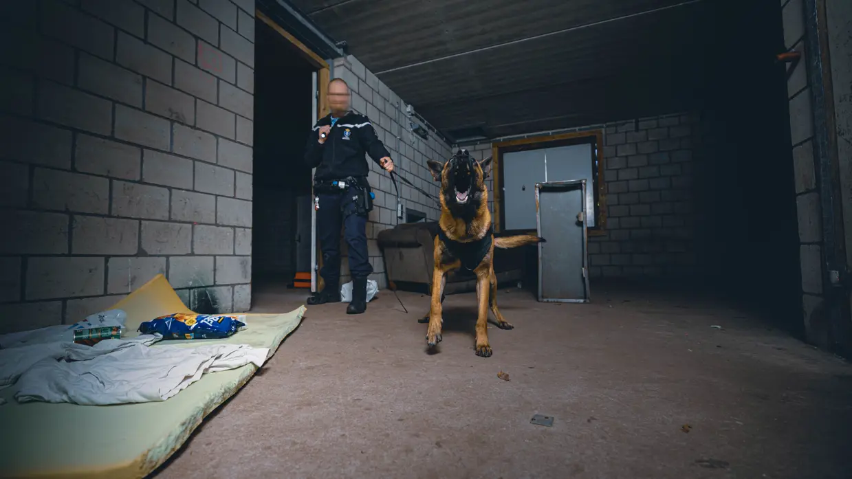 Een blaffende hond wordt aan de lijn gehouden door z’n geleider.