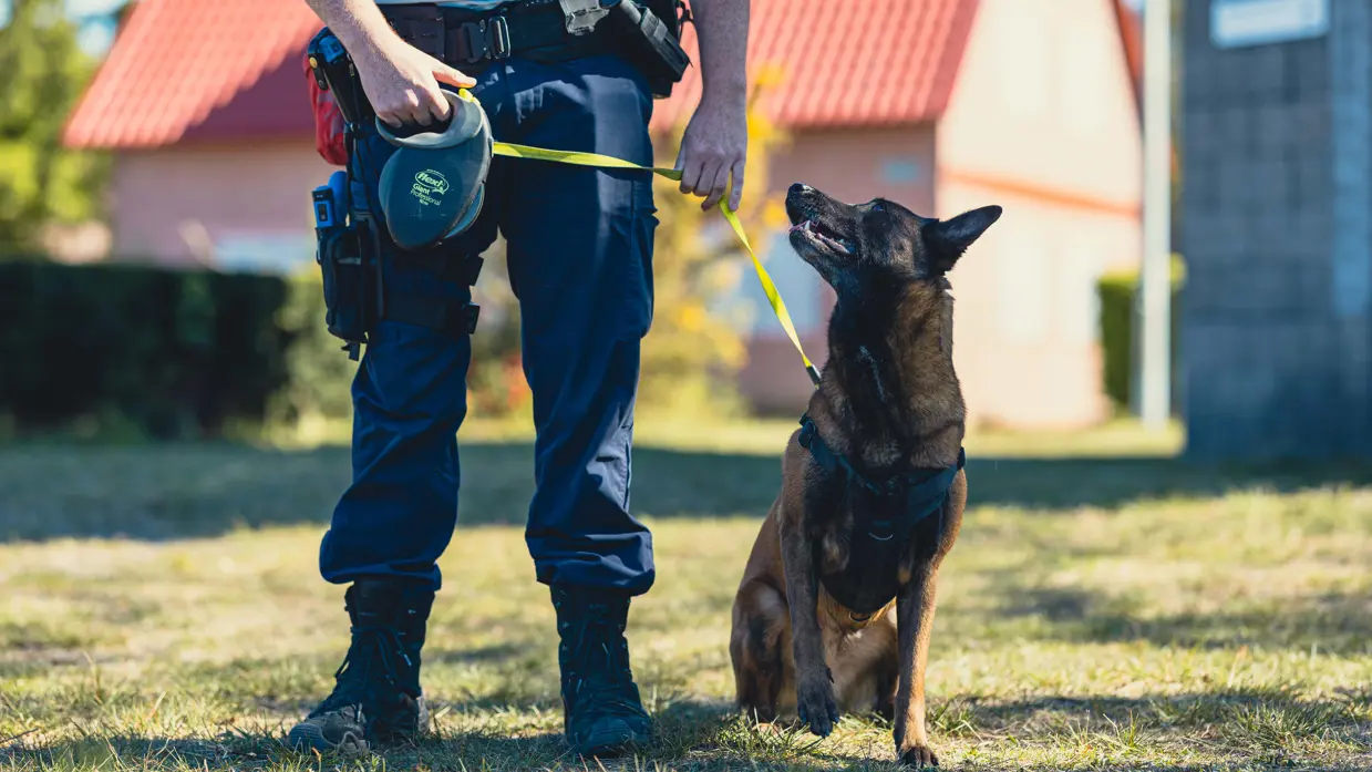 Een hond kijkt omhoog naar z’n geleider.