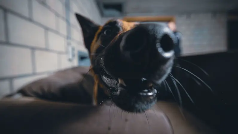 Een aangelijnde herder met z’n snuit vol in de camera.