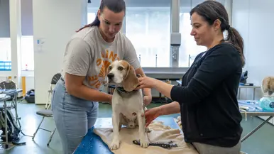 Een levende hond zittend op een onderzoekstafel. Een vrouw controleert met twee handen de romp, terwijl een andere vrouw het dier voorzichtig vasthoudt aan de halsband en een voorpoot.