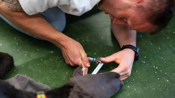 Man knielend bij de kop van de hond. Hij trekt zijn tong naar buiten terwijl hij met een platte laryngoscoop zijn bek binnengaat.