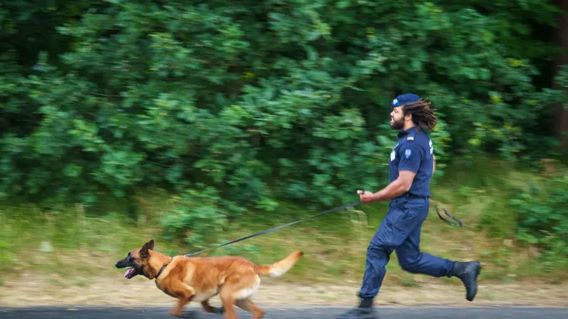 Een beveiliger in blauw uniform en met baret op rent met een bruine werkhond aan de lijn. Groene, bosrijke omgeving vormt de achtergrond. Beide zijn actief en geconcentreerd.