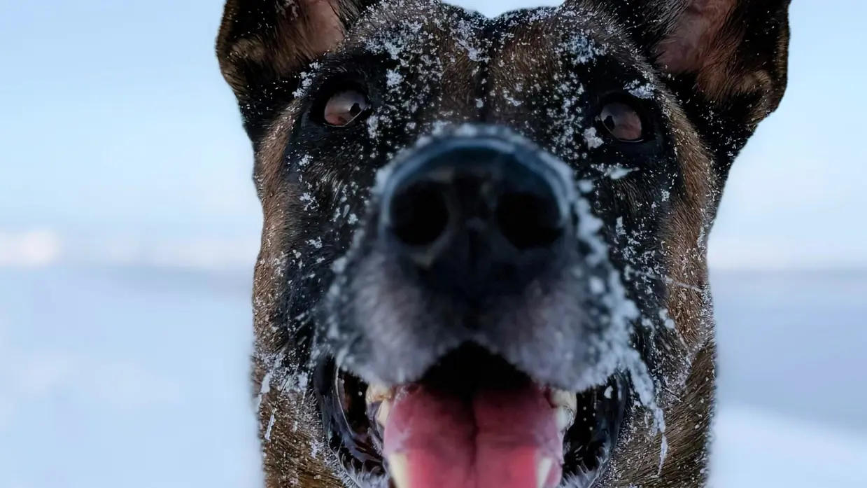 Speurhond van de Marechaussee in de sneeuw.