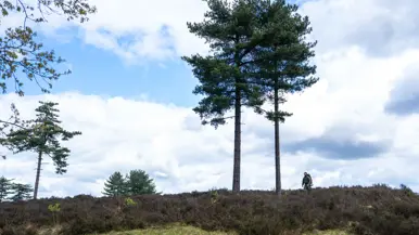 Een persoon loopt over een heuvel met heide en dennenbomen onder een bewolkte hemel met blauwe plekken.