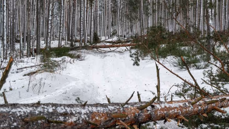Liggende bomen versperren pad in besneeuwd bos.